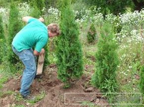 Transplanter les plantes correctement: comment gérer le thuya.