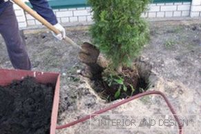 Planter le thuya est simple, l'essentiel est de creuser un trou correctement et d'ajouter de l'engrais.