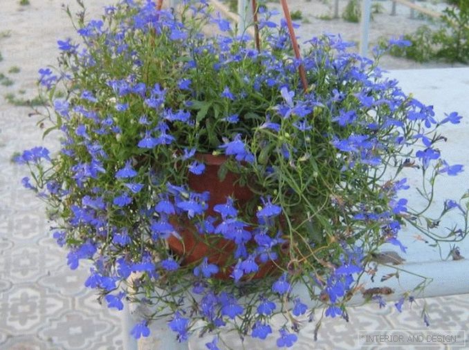 Lobelia dans des pots de fleurs