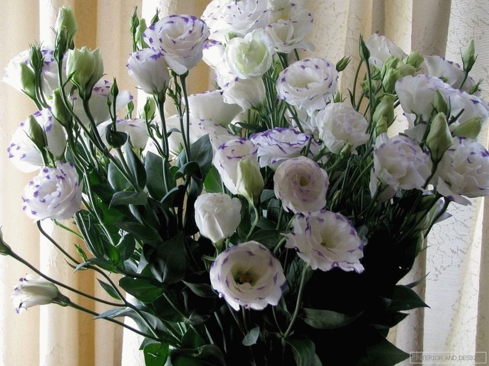 Bouquet d'eustomas blancs