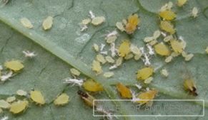 Puceron - photos d'insectes sur une feuille de concombre